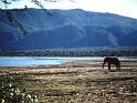Afrc 00 349 Elefant i llac Manyara